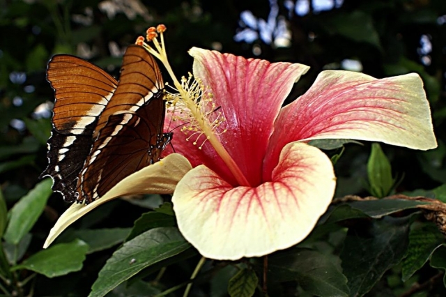 la belleza de las mariposas y las flores